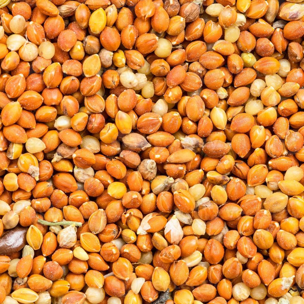 chumiza siberian millet seeds close up 11393281 Stock Photo at Vecteezy