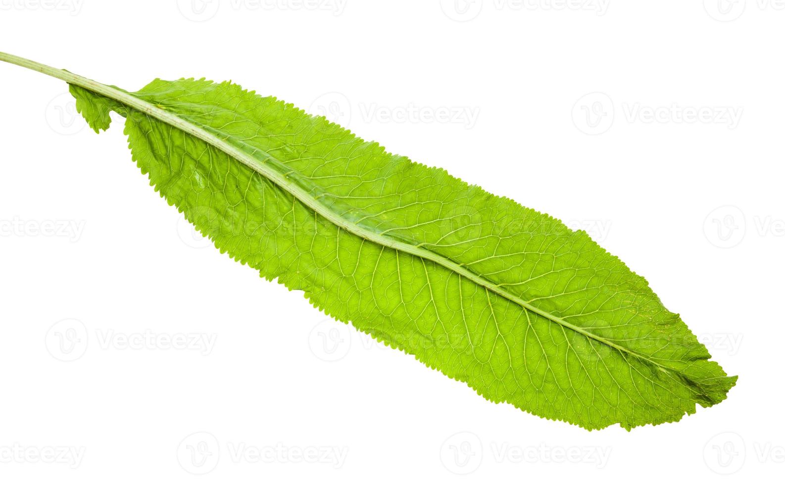 back side of fresh green leaf of horseradish plant photo