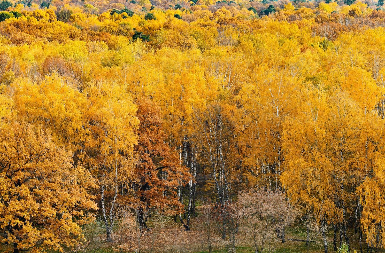 edge of autumn forest photo