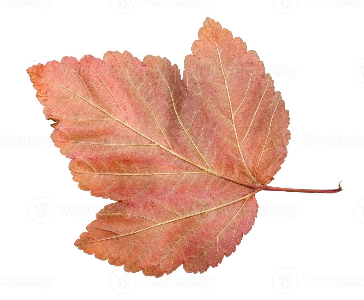 back side of fallen leaf of ninebark shrub photo