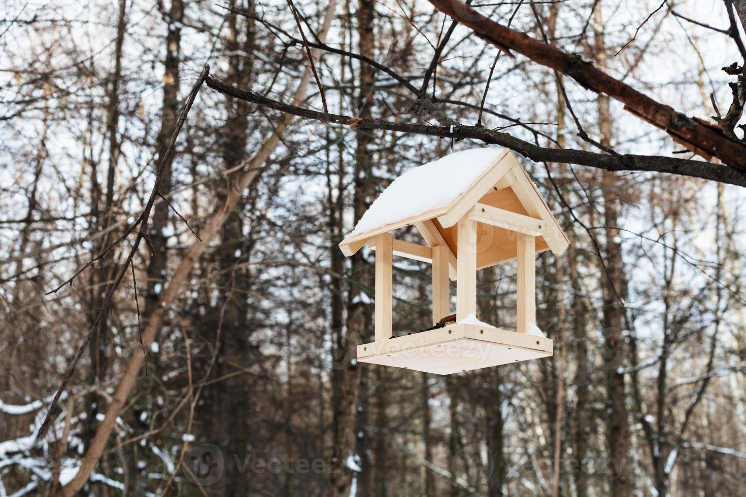 bird feeder on tree branch in forest in winter photo