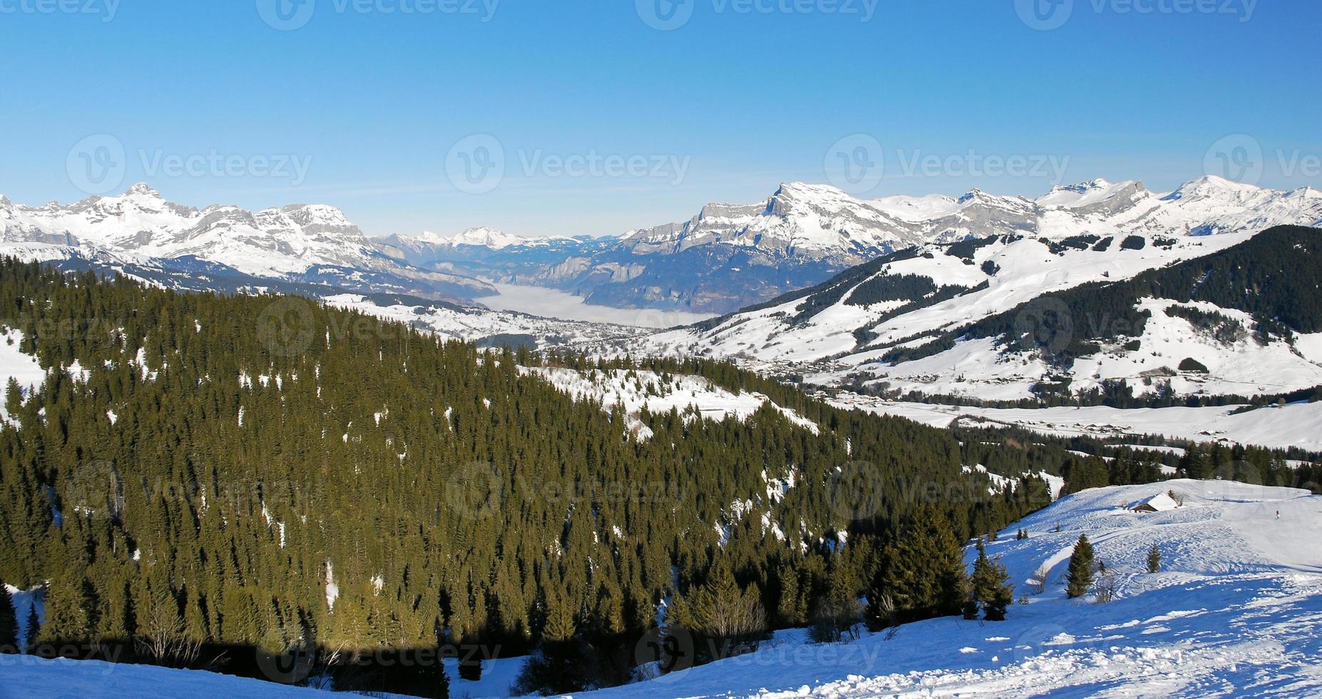 fir forest on Alps mountains photo