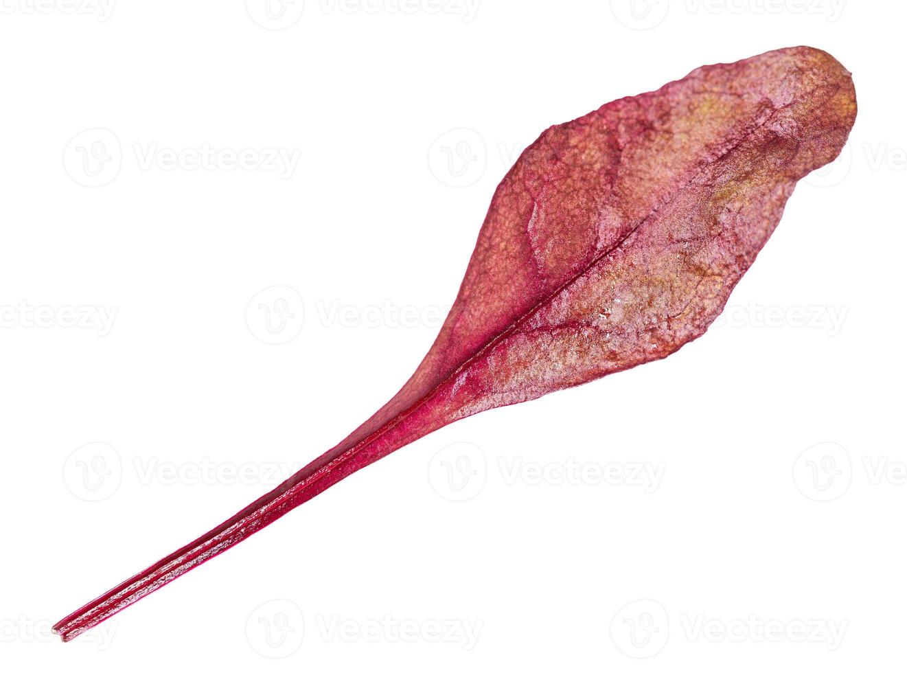 single fresh leaf of red Chard isolated photo
