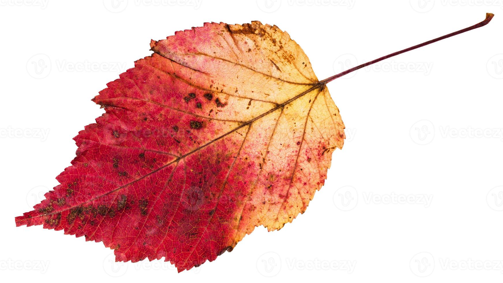 hoja de otoño roja y amarilla de arce con hojas de fresno foto