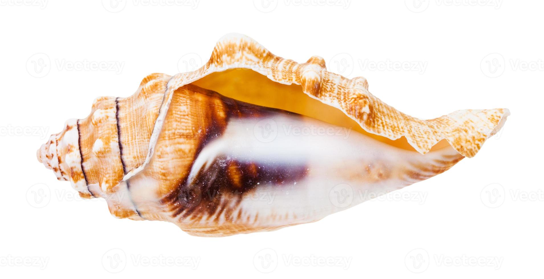 empty conch of sea snail isolated on white photo