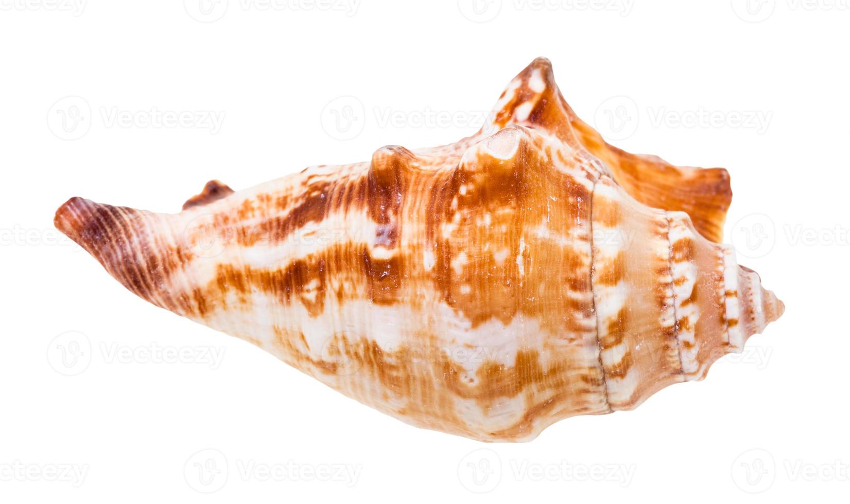 shell of sea mollusc isolated on white photo