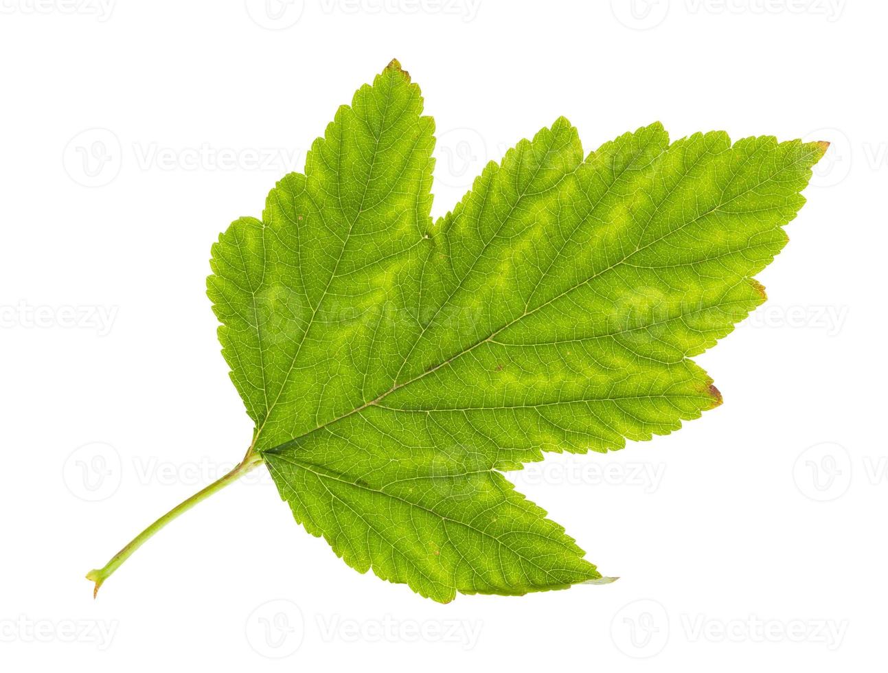 yellowing green leaf of physocarpus shrub isolated photo