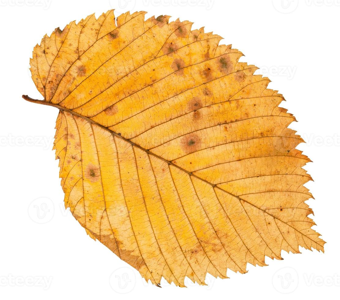 back side of fallen leaf of elm tree isolated photo