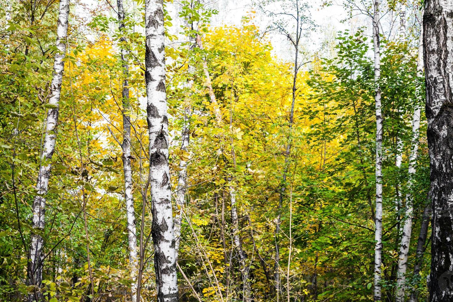 birch grove in autumn forest in sunny october day photo