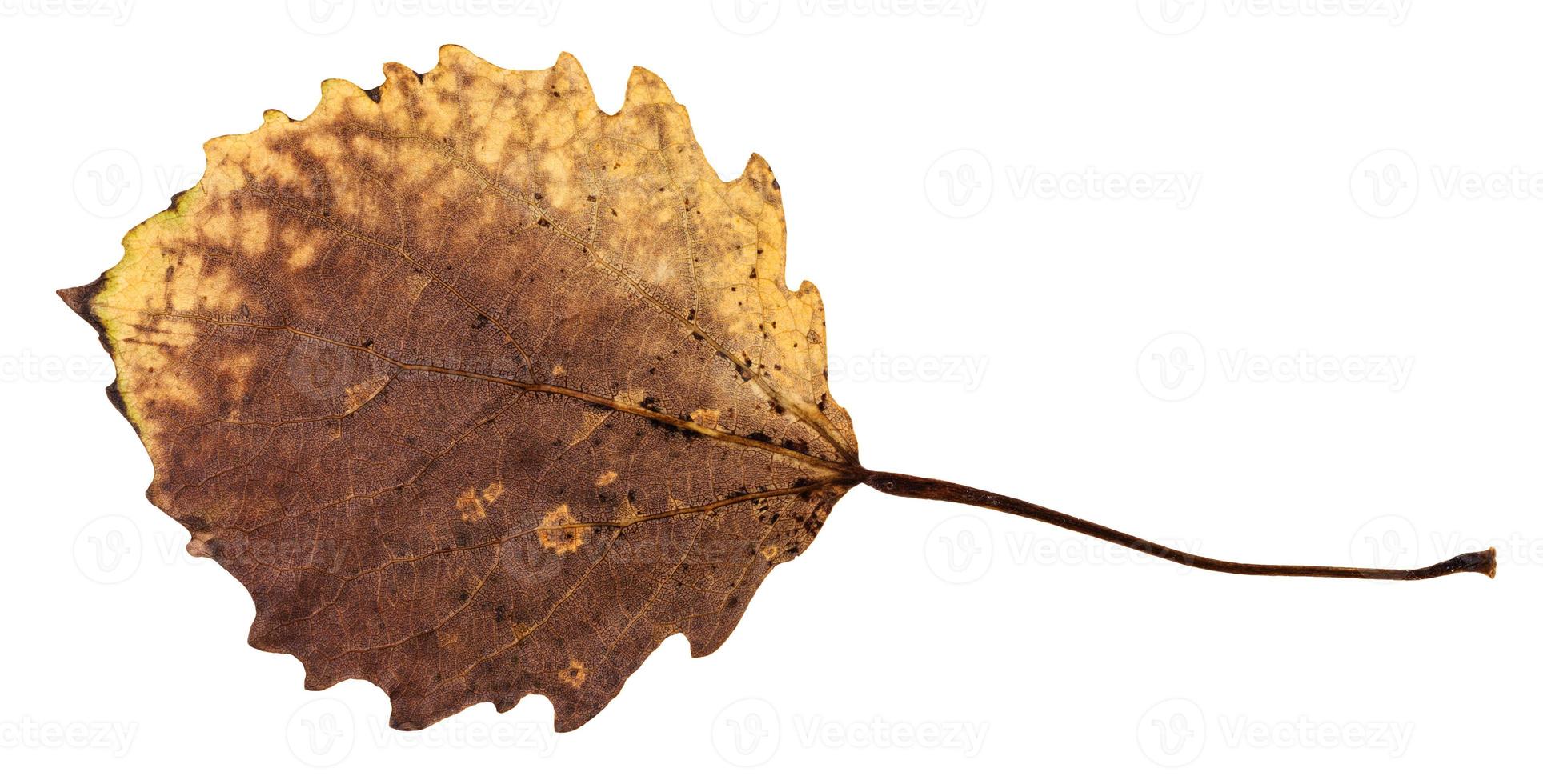 back side of rotten dried leaf of aspen tree photo