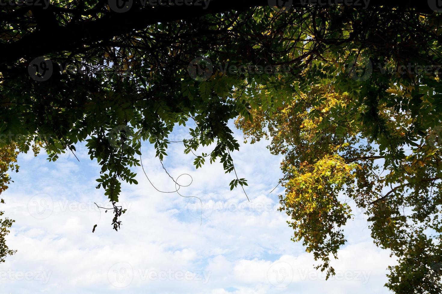 copas de árboles con hojas de otoño verdes y amarillas foto