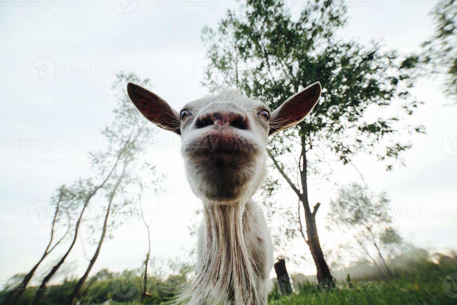Goat looking into the camera photo
