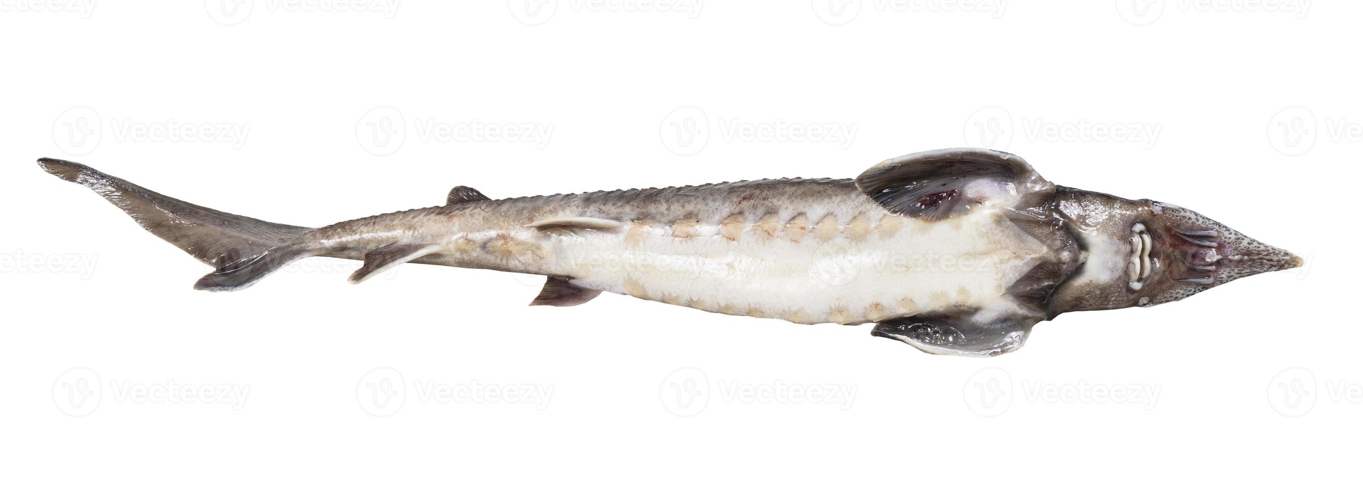 belly of fresh sturgeon fish isolated on white photo