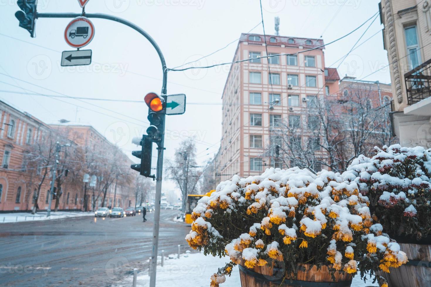 Snow on the flowers in the pot, flower pots on the streets photo