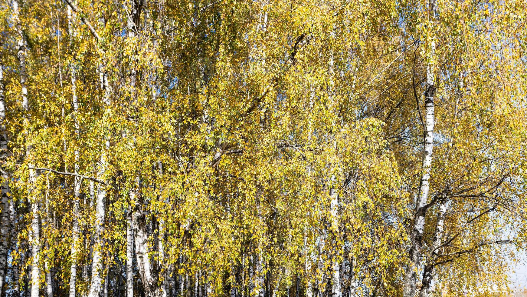 yellow foliage of birch grove in park in autumn photo