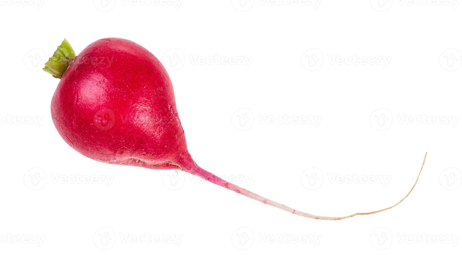 single root of organic red radish isolated photo