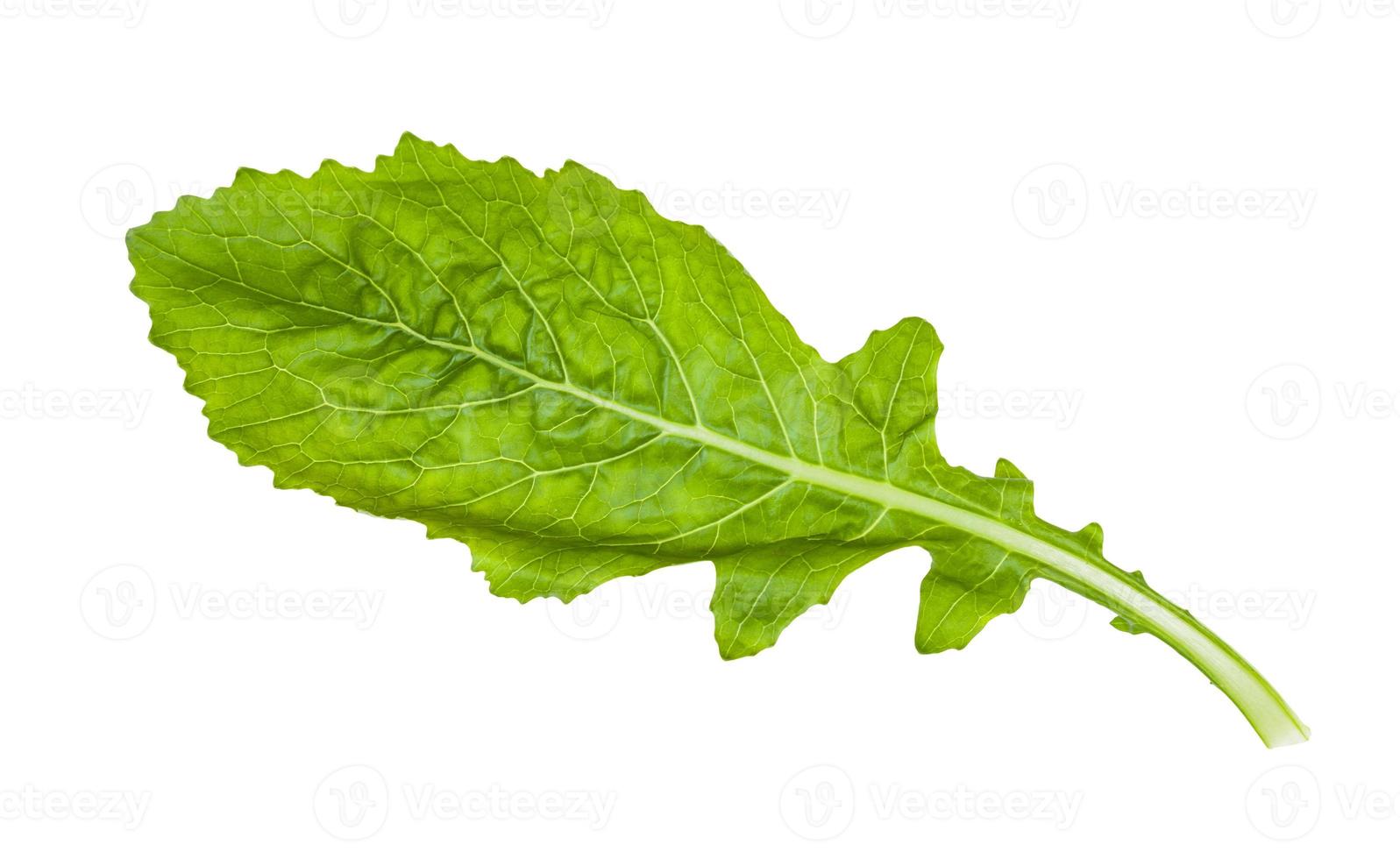 green leaf of Kokabu japanese white salad turnip photo