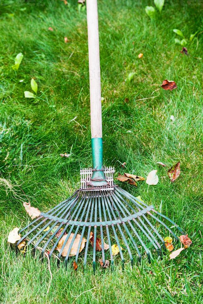 cleaning of leaf litter from lawn by rake photo