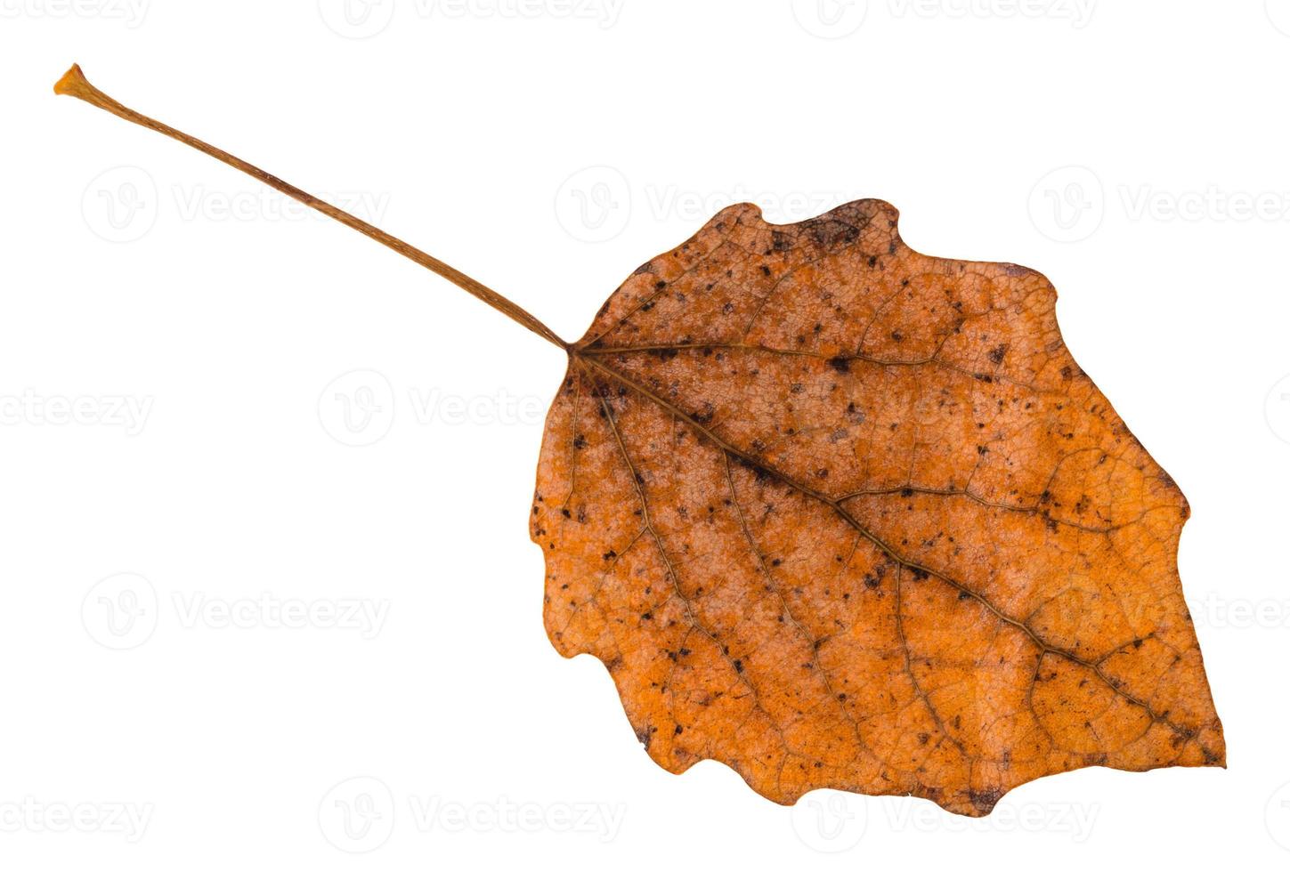 back side of fallen brown leaf of aspen tree photo