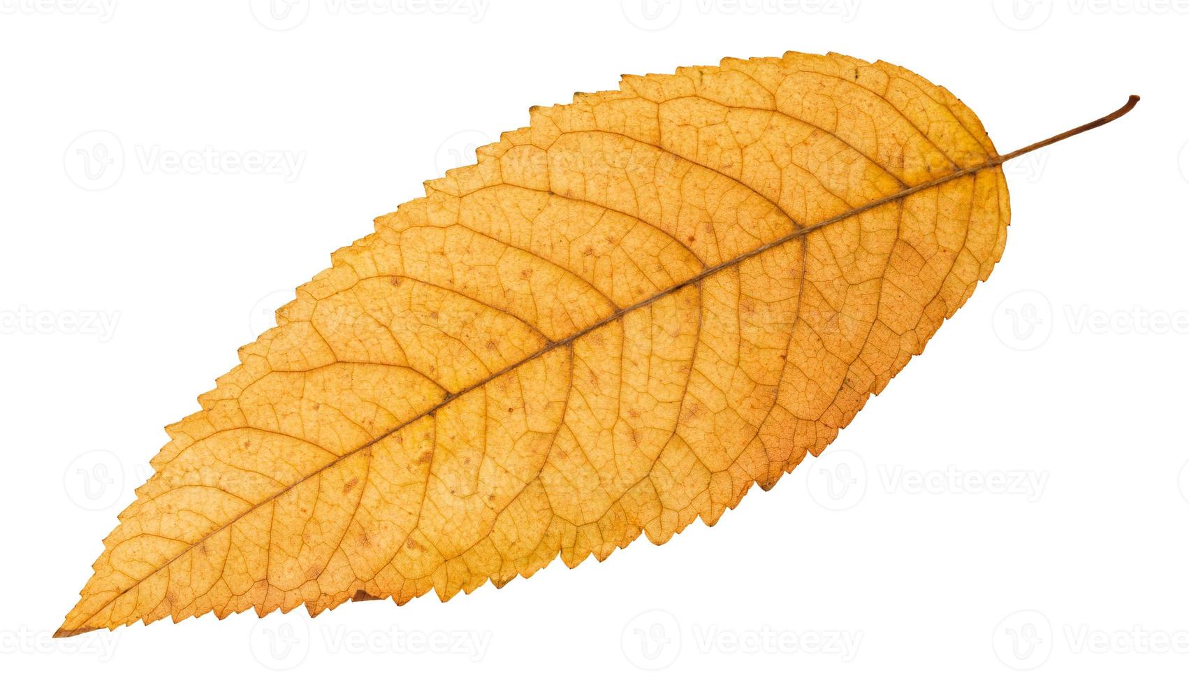 back side of fallen yellow leaf of ash tree photo