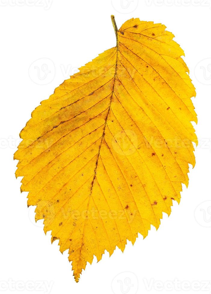 yellow autumn leaf of elm tree isolated on white photo
