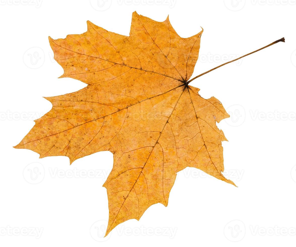 back side of autumn rotten leaf of maple tree photo