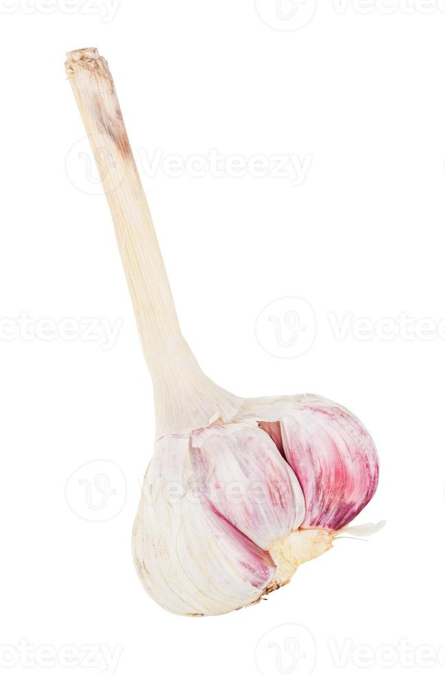 broken bulb of garlic with cloves inside isolated photo