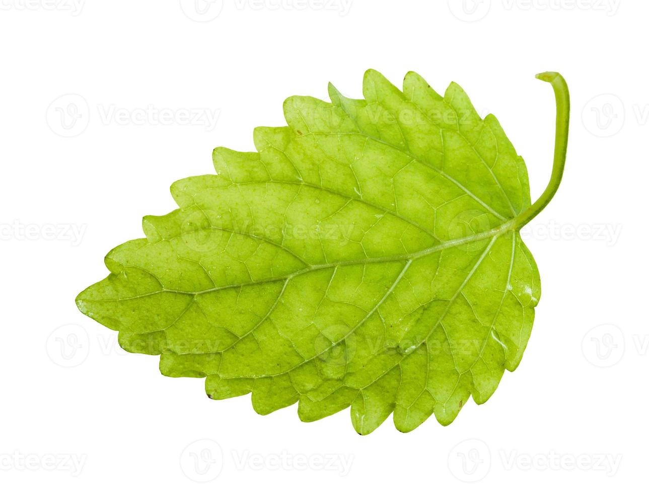 back side of green leaf of lemon balm herb photo