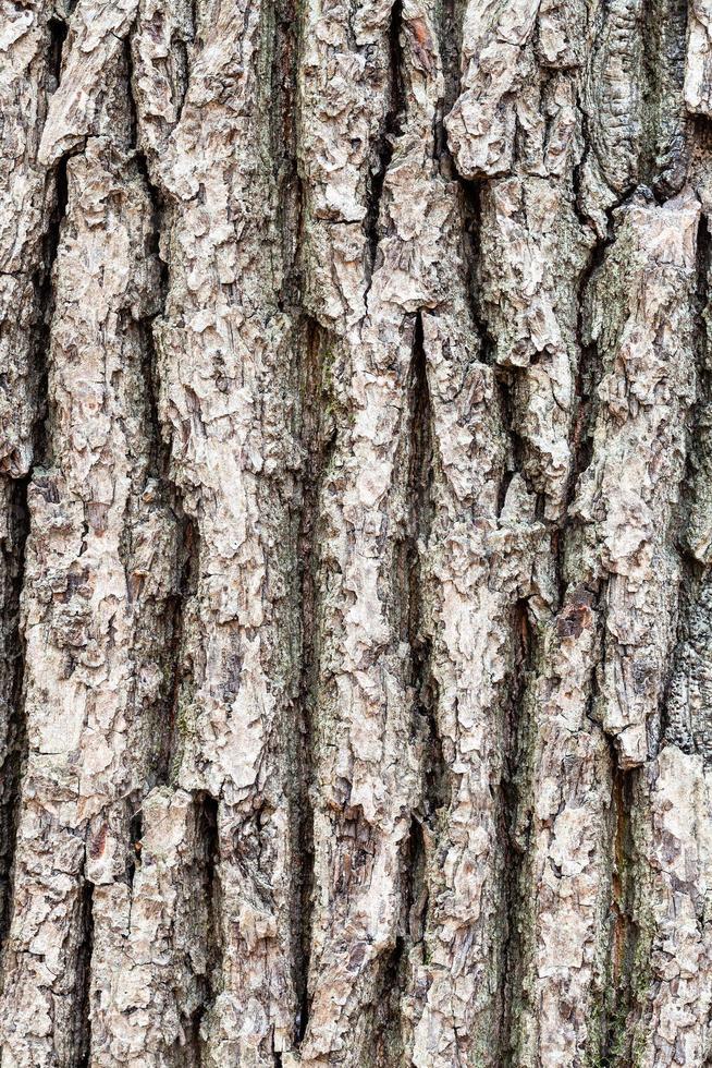 rough bark on old trunk of oak tree close up photo