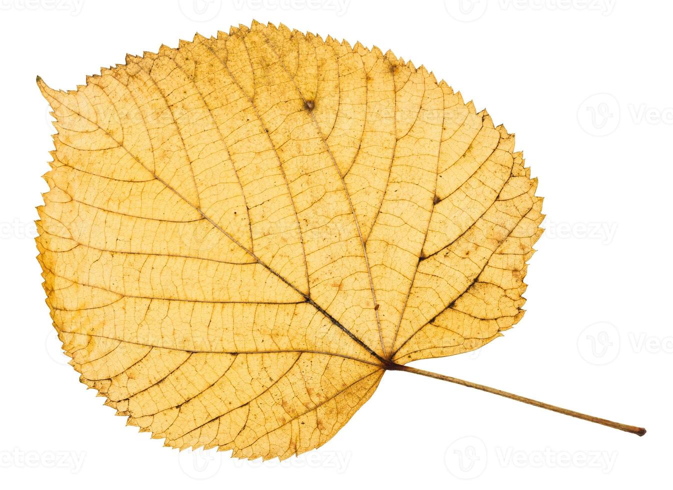 back side of yellow autumn leaf of linden tree photo