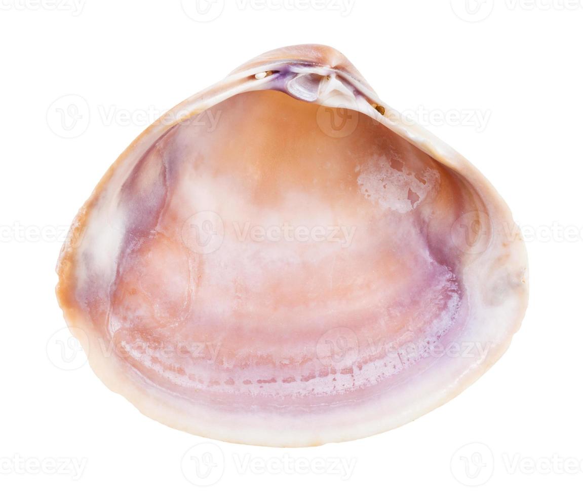 empty brown and purple conch of clam isolated photo