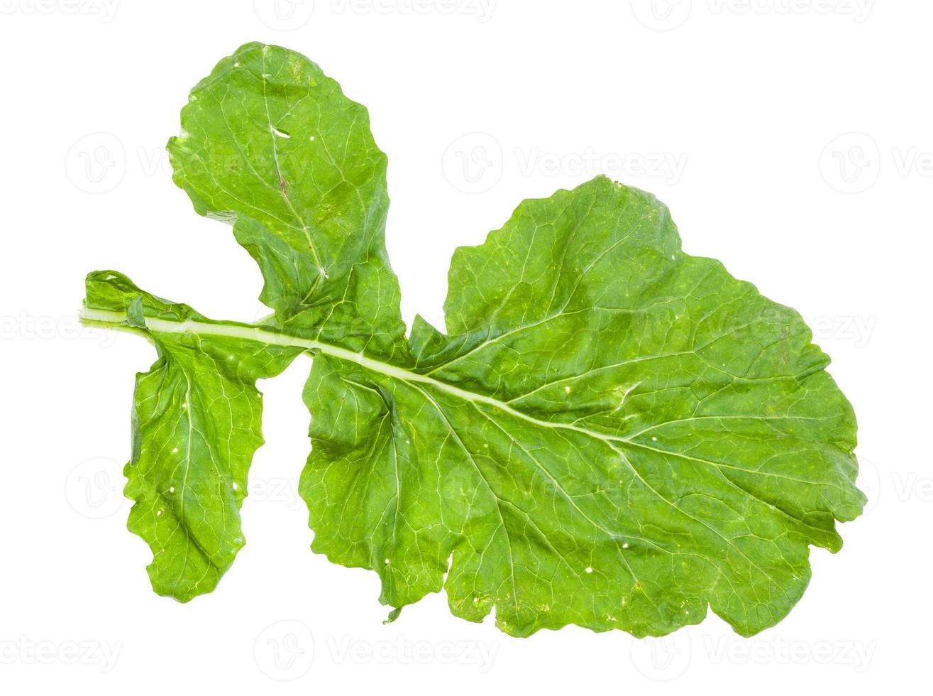 green leaf of turnip plant isolated on white photo