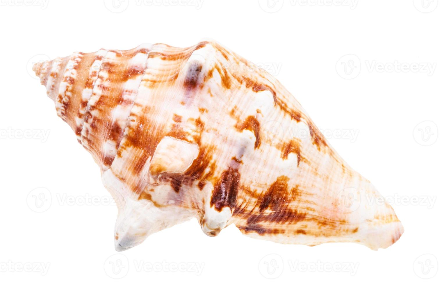 shell of sea mollusk isolated on white photo