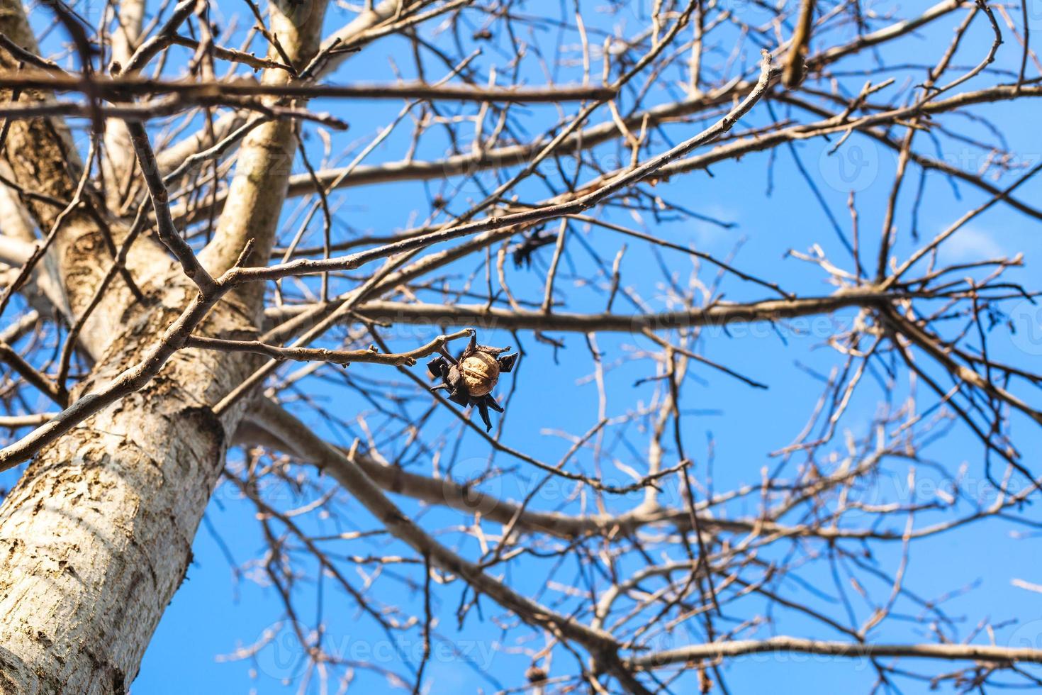 walnut fruit on bare tree in autumn photo