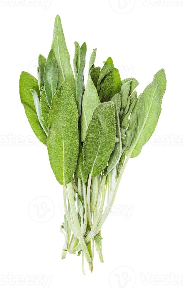 bundle of fresh sage salvia officinalis isolated photo