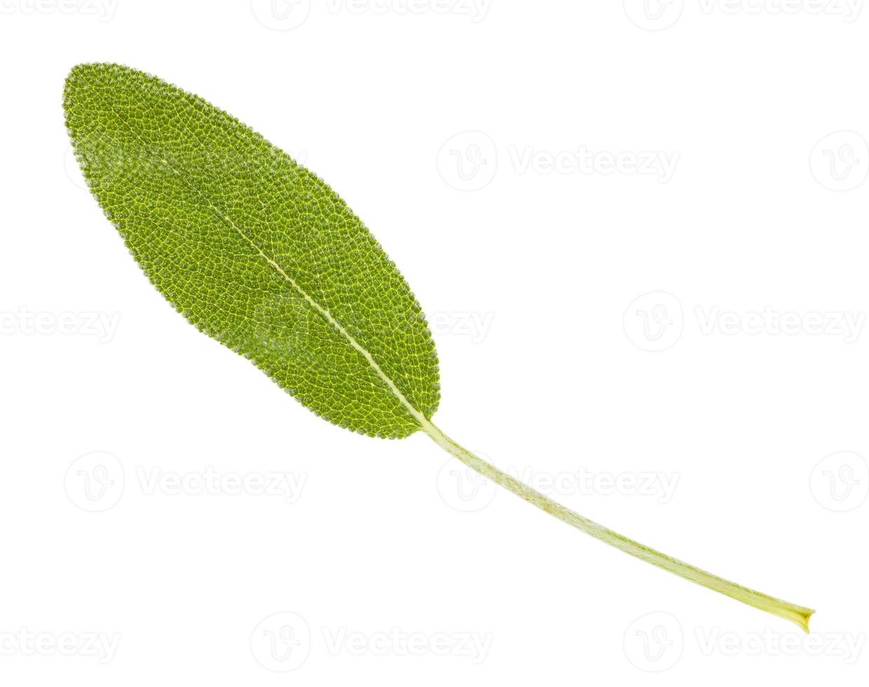 fresh leaf of sage salvia officinalis isolated photo