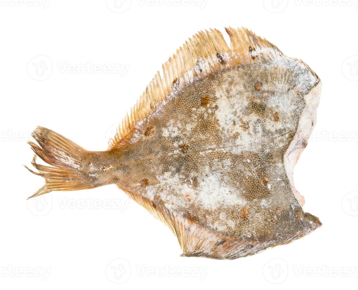 back side of raw frozen headless flounder fish photo