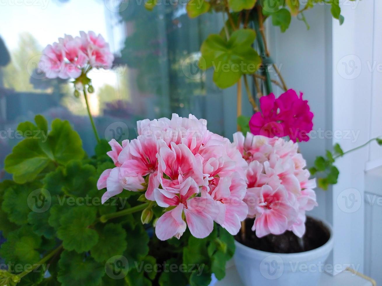 Pink pelargoniums in a pot photo