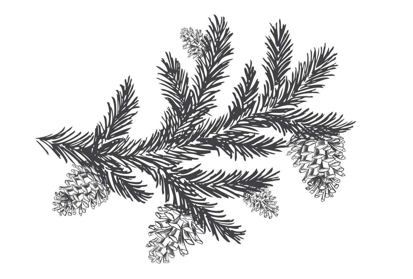 Christmas tree and pine trees with cones hand drawn illustration. vector