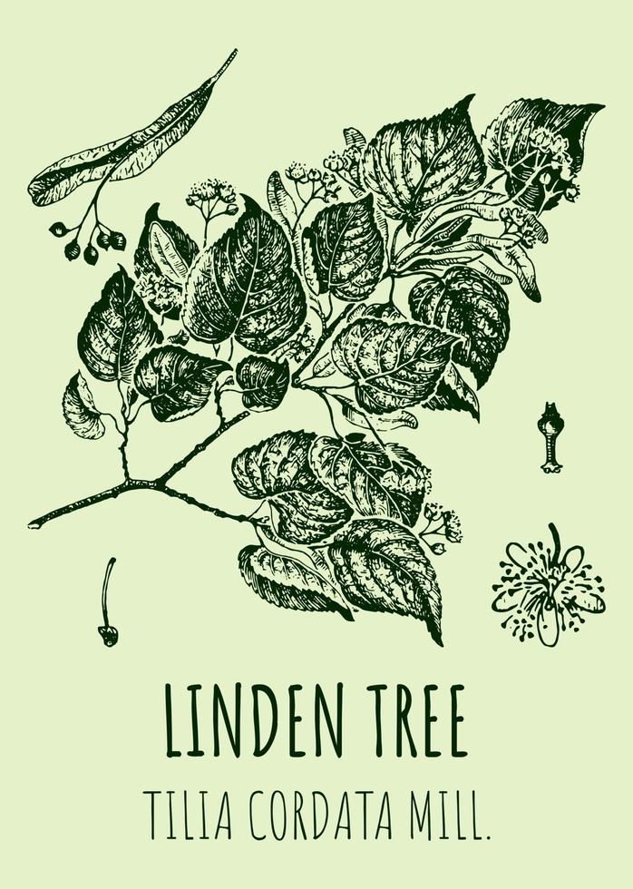 Vector drawings LINDEN TREE. Hand drawn illustration. Latin name TILIA CORDATA MILL.