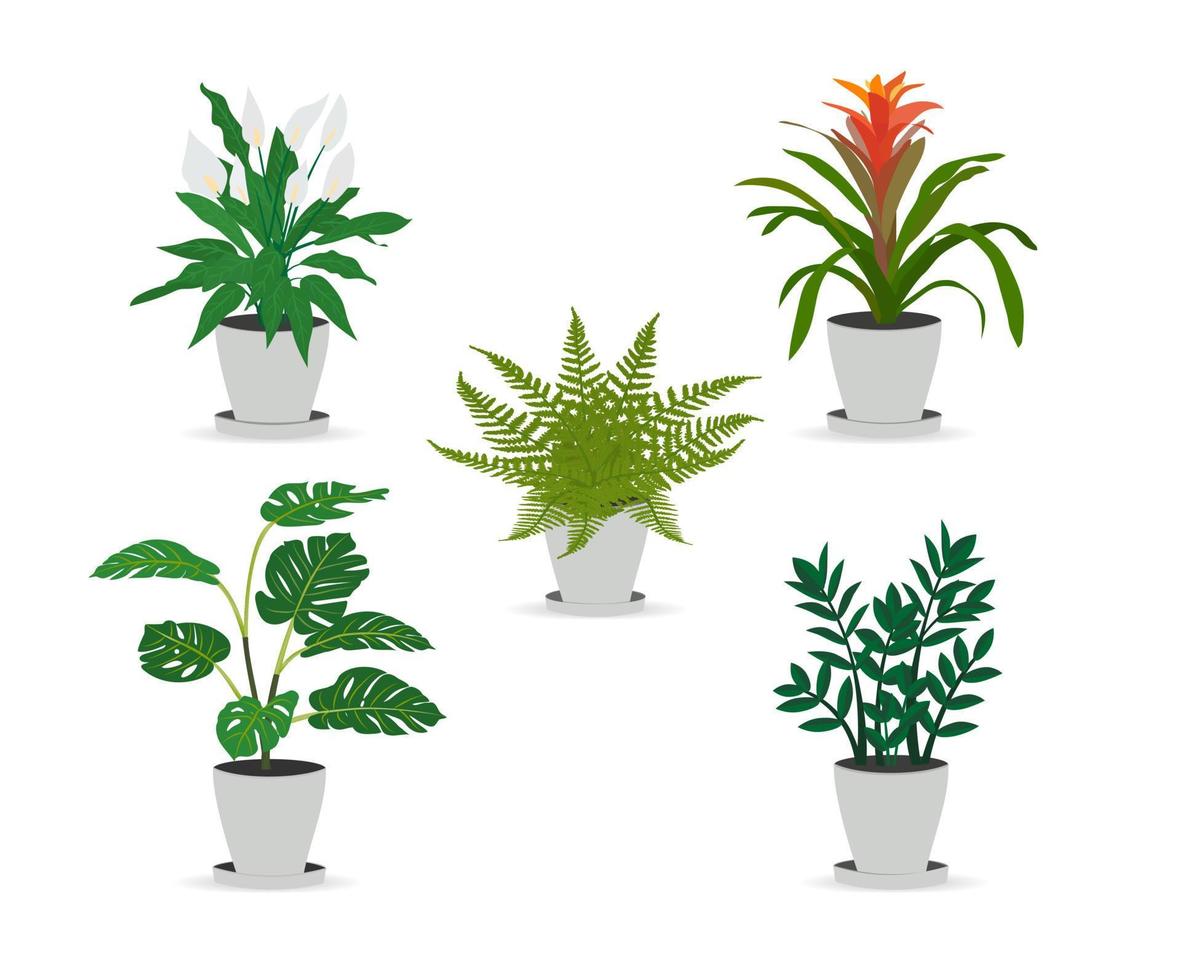 Set of trendy potted plants for home monstera, zamioculkas, guzmania, spatifillum. Isolated on white background. Colored flat vector illustration.