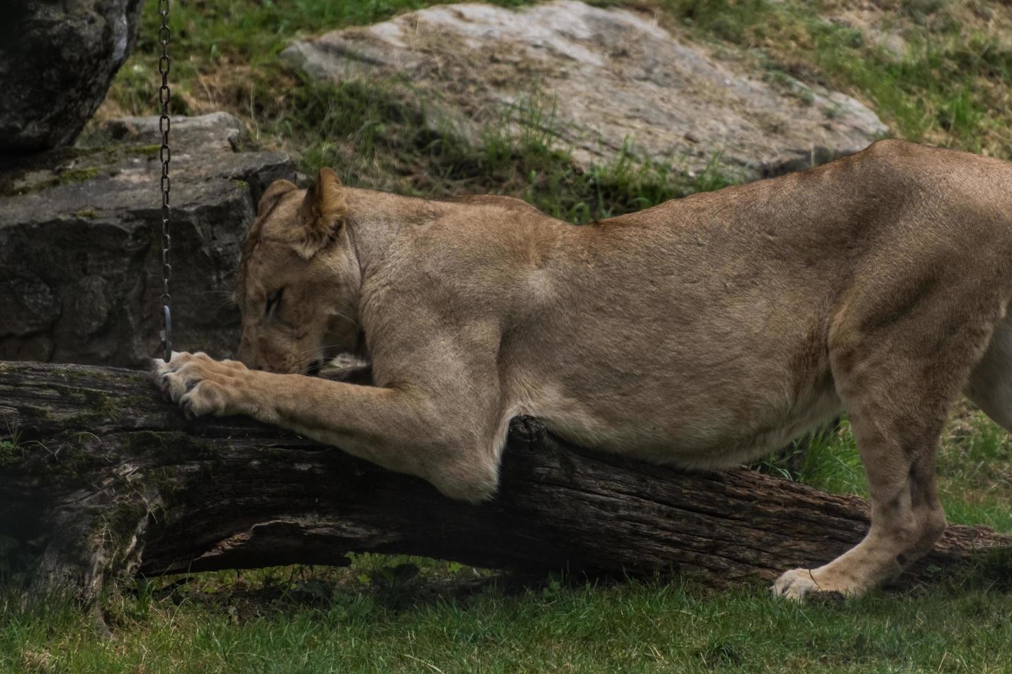 single lion looks like doing stretching exercises photo