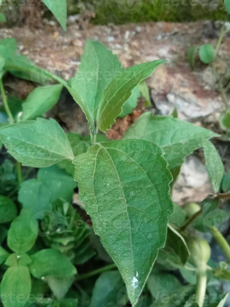 called kopasanda leaf in Indonesia photo