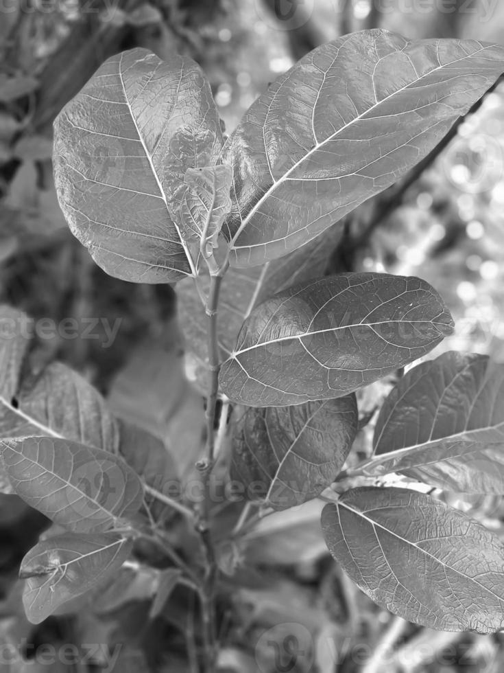 green plant with monochromatic color photo