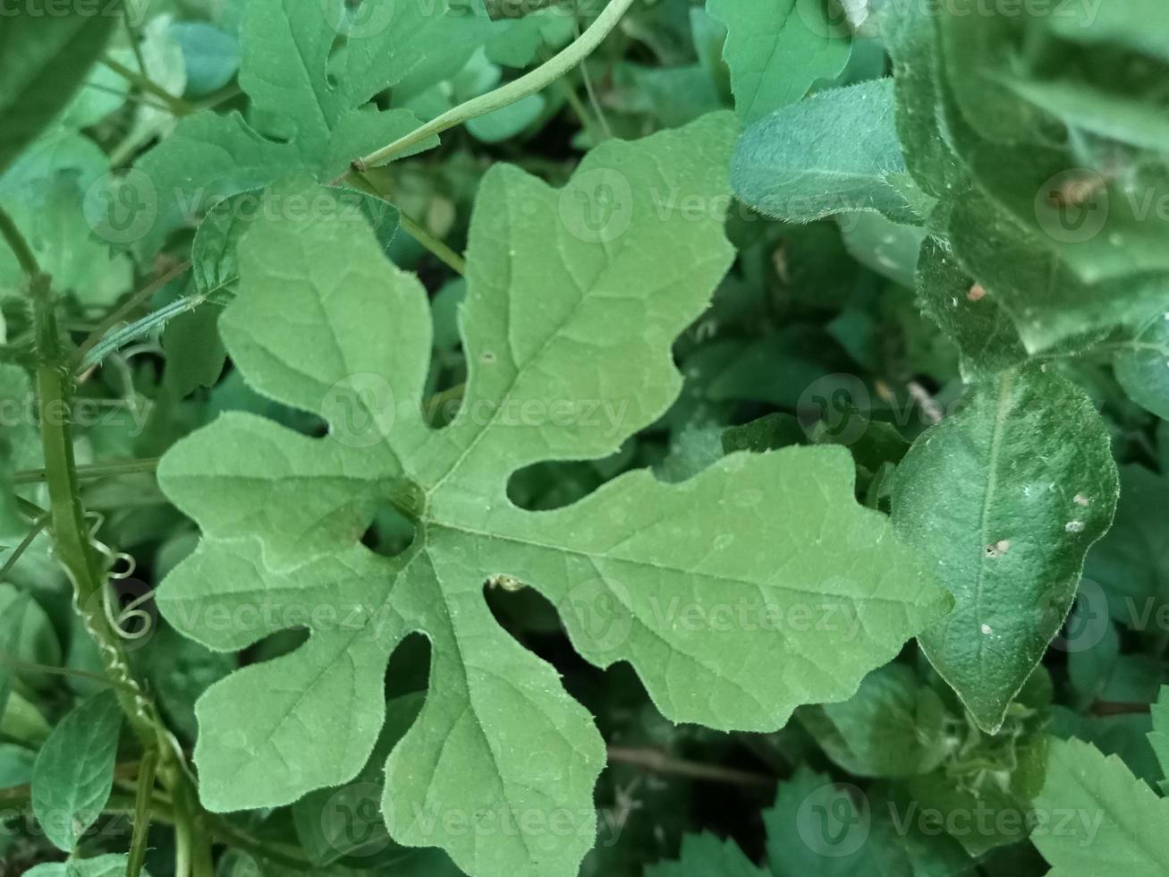 a green bitter gourd leaf in the form of five strands photo