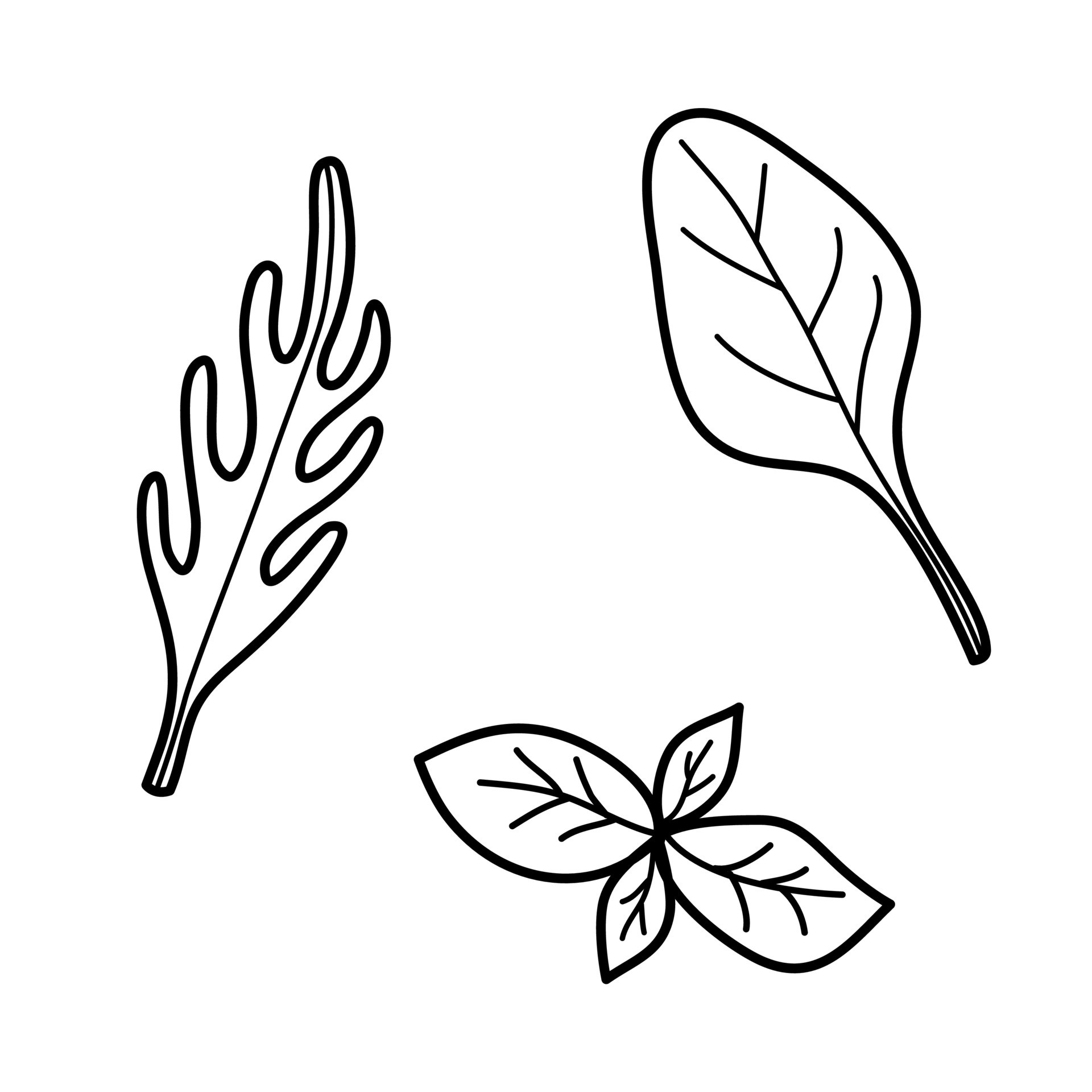 Arugula, basil, spinach in doodle style. 11402267 Vector Art at Vecteezy
