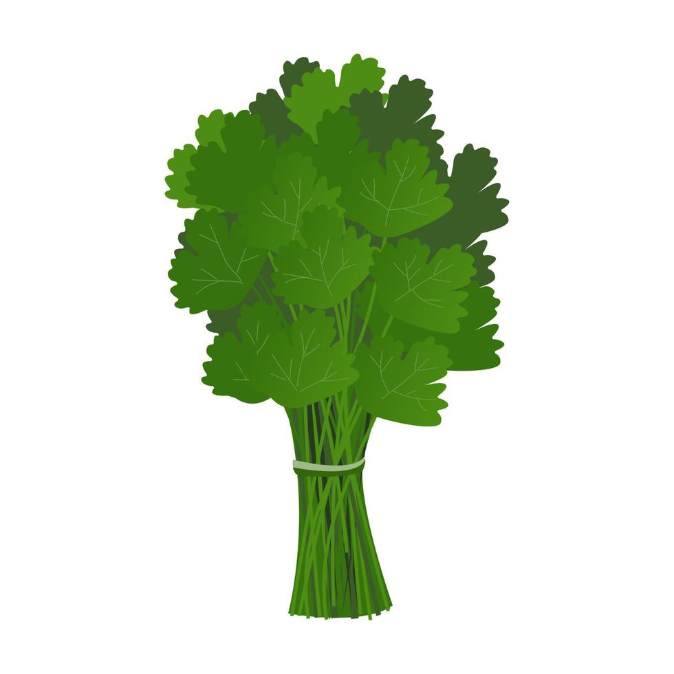 A bunch of parsley greens in a cartoon style on a white background. vector