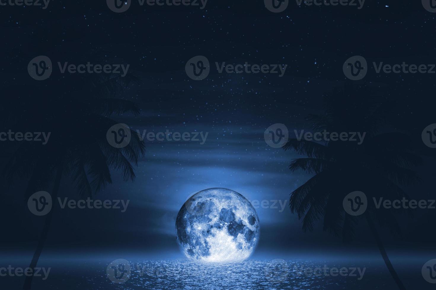 night sea and palm tree photo