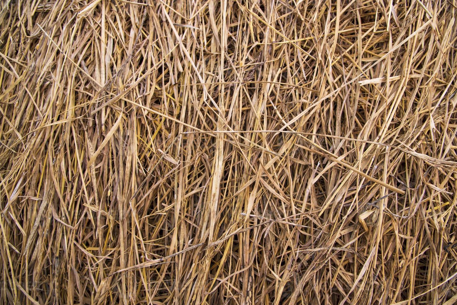 Brown hay, dry hay texture background photo