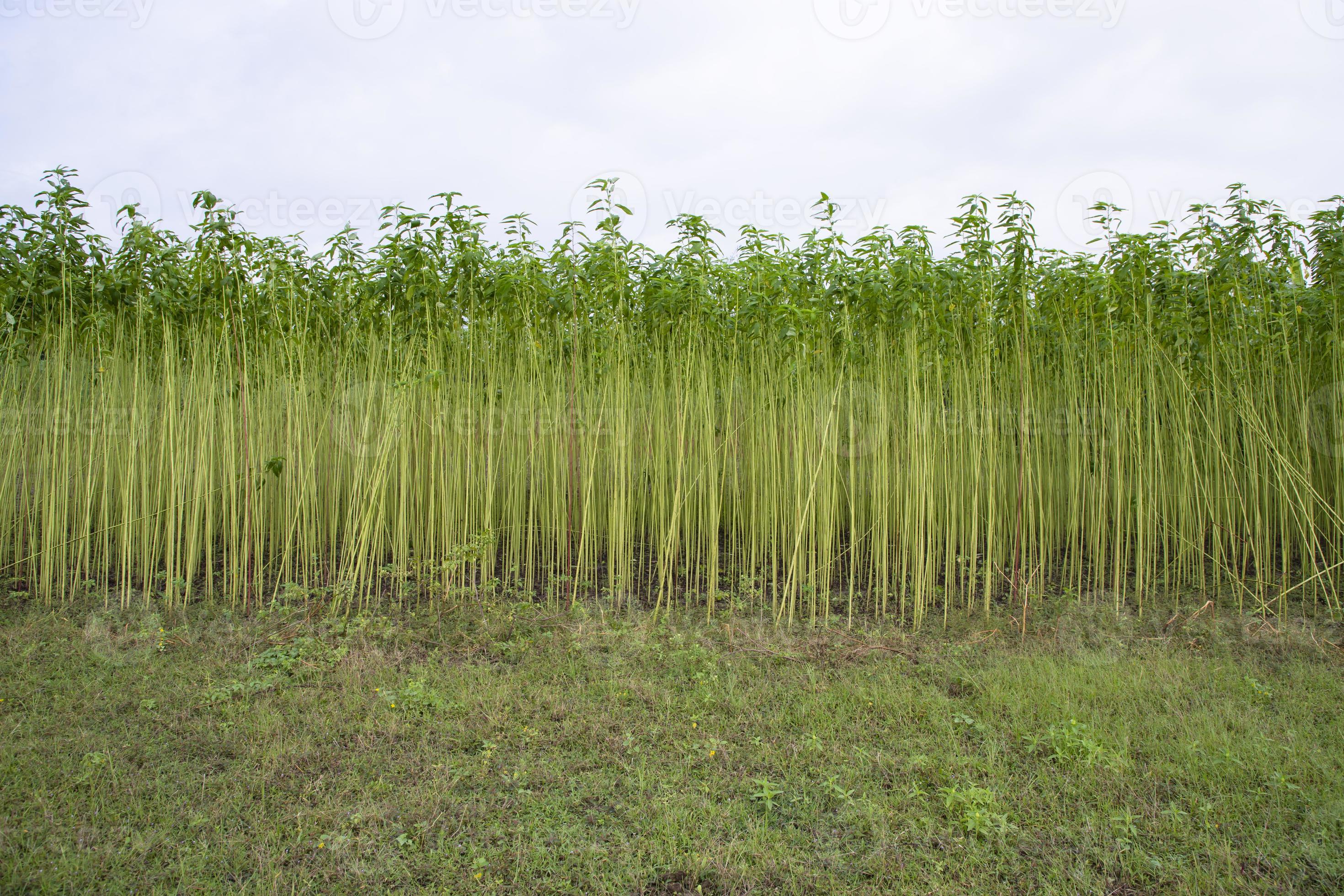 Green jute Plantation field. Raw Jute plant Landscape view ...